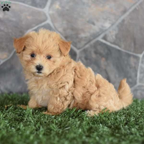 Gloria, Maltipoo Puppy